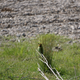 Honey Bee Eater, we had seen these birds everywhere from the Red Centre to where we were now. Normally too fast/small to photograph with my rudimentary gear, the gang who called the Boyd River home allowed me to get close enough for some useable shots.